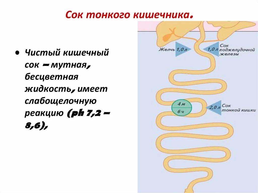 Какой сок в толстом кишечнике. Пищеварительный сок тонкого кишечника. Кишечный сок тонкой кишки. Тонкая кишка пищеварительный сок. Кишечный сок тонкий кишечник функции.