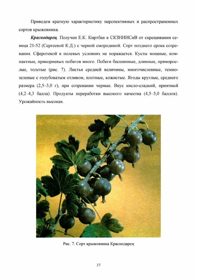 Подробное краткое содержание крыжовник. Кустарник крыжовник описание. крыжовник сеянец шитакова.
