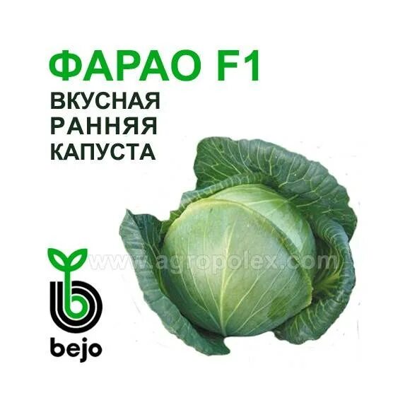 Капуста сорт фарао. Фарао f1 капуста. семена капусты фарао ф1. сeмена капуста фарао f1.