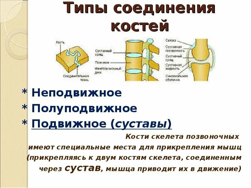 Подвижное соединение суставов. Биология соединение костей. Непрерывное соединение костей рисунок. Соединение костей связками. Типы соединения костей шов.