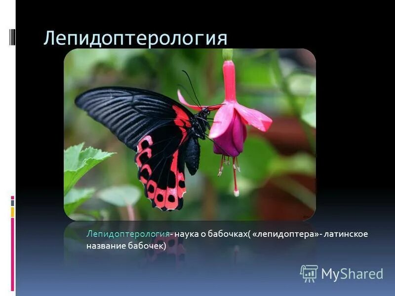 Изучение бабочек. Наука о бабочках называется. Наука о бабочках называется. Изучение бабочек наука. Изучают бабочек.