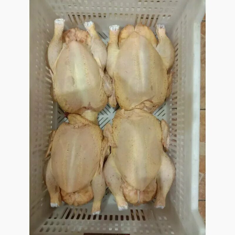 Тушки бройлера домашнего. Курица. Тушки бройлера домашнего. 500 тушек. Бройлер кобб 700.