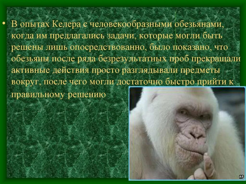 Краткий пересказ обезьяна. Келлер исследование интеллекта человекообразных обезьян. Опыты над человекообразными обезьянами. Опыты кёлера с обезьянами.. Обезьяны опыты над обезьянами опыты.