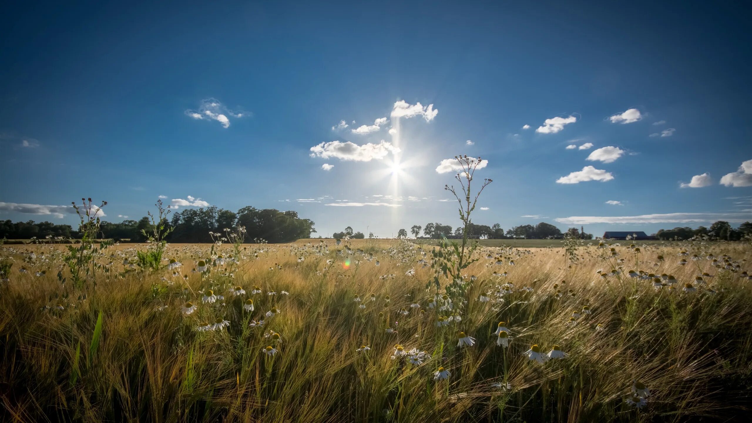 Полем полем полем белым белым слушать. Я пойду по полю белому. Белым полем дым розенбаум текст. Апрелевский завод грампластинок. Полем полем полем белым белым слушать.