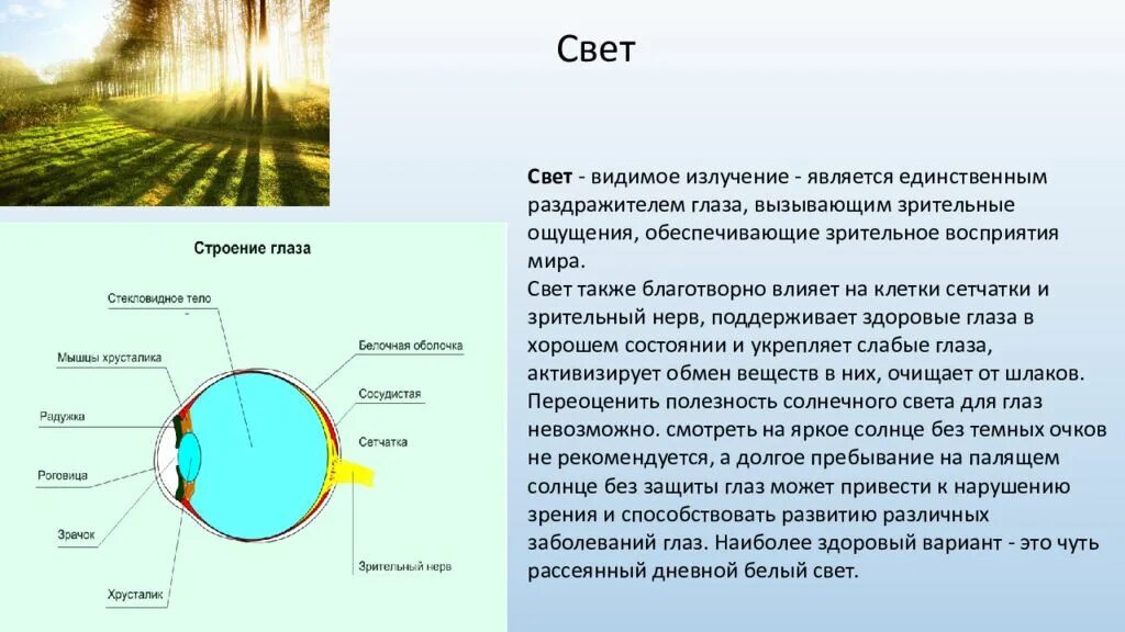 Действие света на человека. Влияние освещения на организм человека. Влияние солнечного света на организм. Влияние солнечного света на человека. Влияние солнечного излучения на человека.