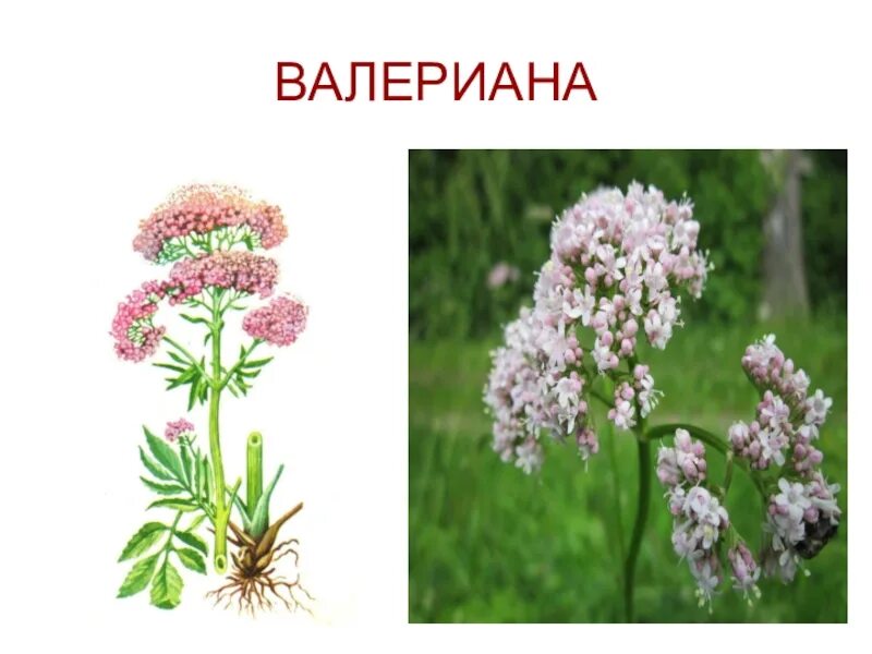 Valeriana officinalis семейство. Валериана окружающий мир. Валерьянка растение. Валериана для дошкольников. Растения в домашней аптечке 2