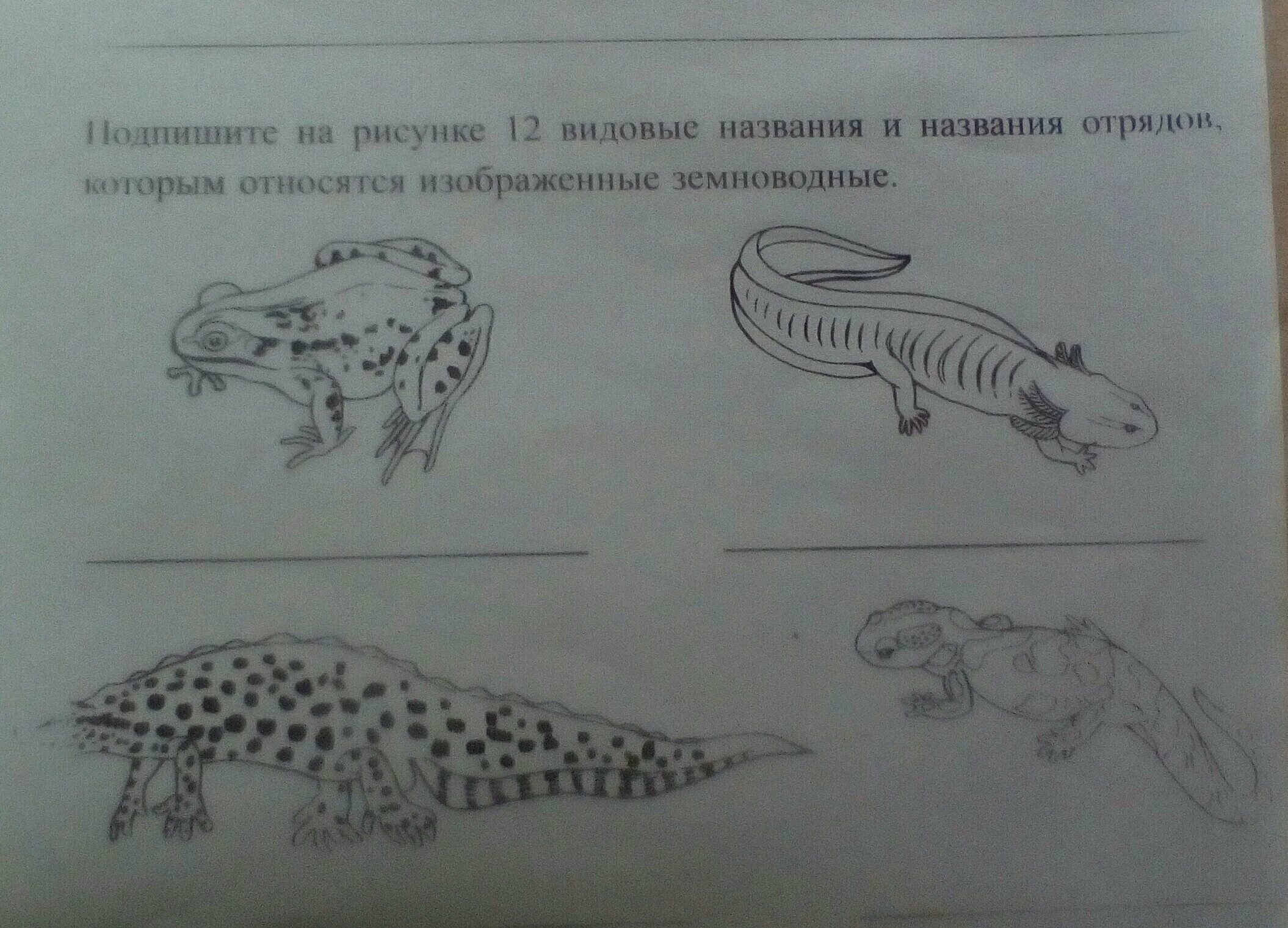 Рисунок земноводных. Земноводные для дошкольников. Земноводные задания. Земноводные задания для детей.