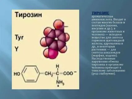 Тирозин биологическая роль