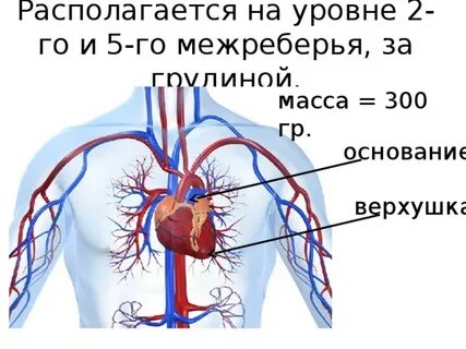 8 под сердцем