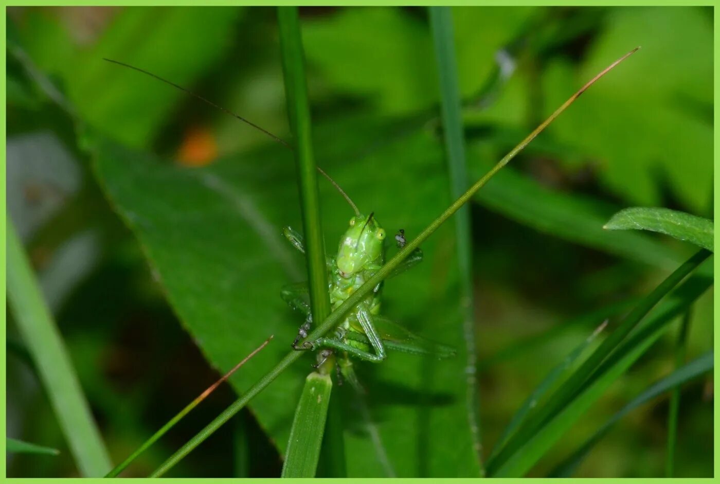 зеленчук непарный кузнечик. кузнечик сабленосец. кузнечик бородавочник. сибирская кобылка саранча. кузнечик серый decticus verrucivorus самец.