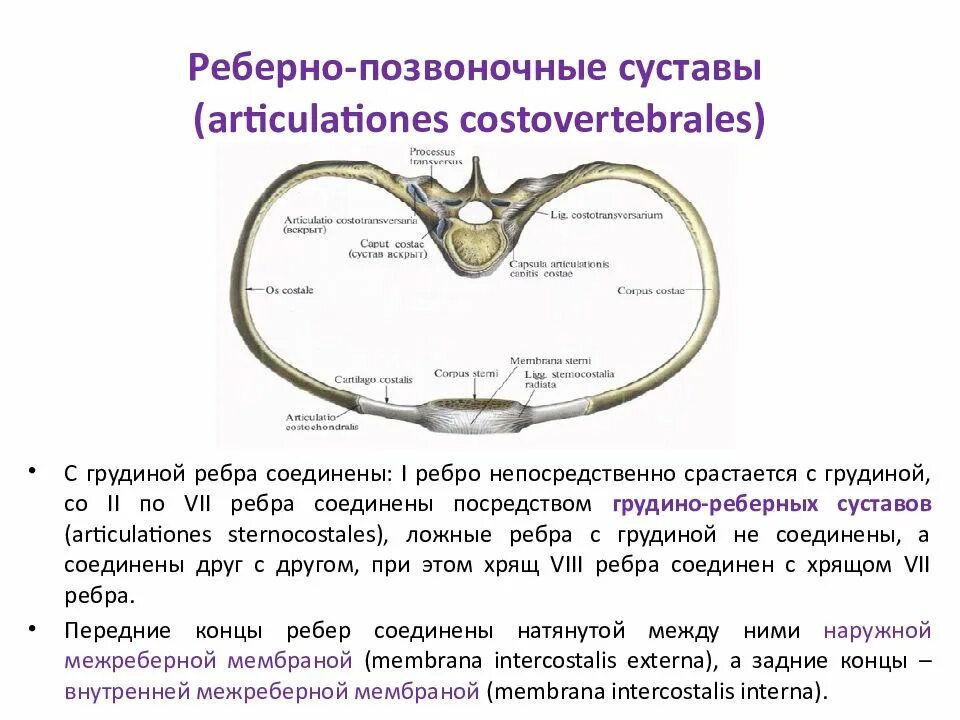 Реберно позвонковых. Ребра реберно-поперечные реберно-поперечный сустав. ребернопозвоночгый сустав. реберно поперечный сустав образован. реберно поперечные суставы по строению.