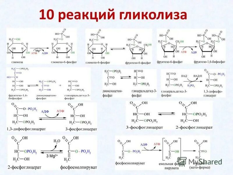 Аэробное фосфорилирование глюкозы. Аэробный гликолиз биохимия схема. Схема анаэробного гликолиза биохимия. Реакции второго этапа гликолиза. Аэробный гликолиз формула.