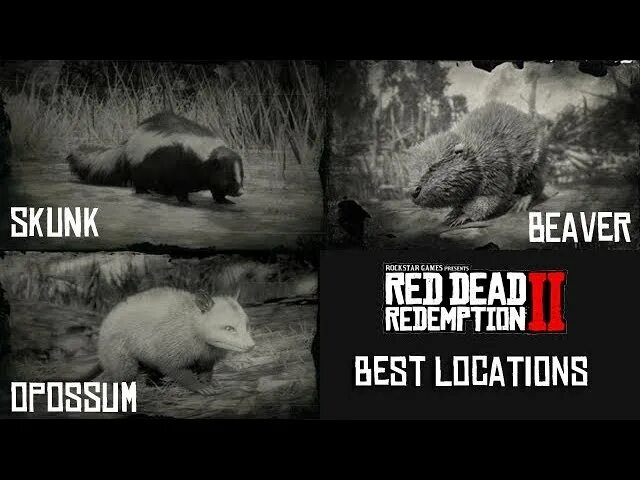 Red Dead Redemption 2 скунс. Опоссум РДР 2. Опусом рдр2.