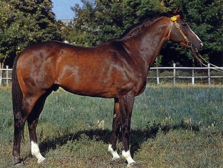 Pin on outstanding stallions