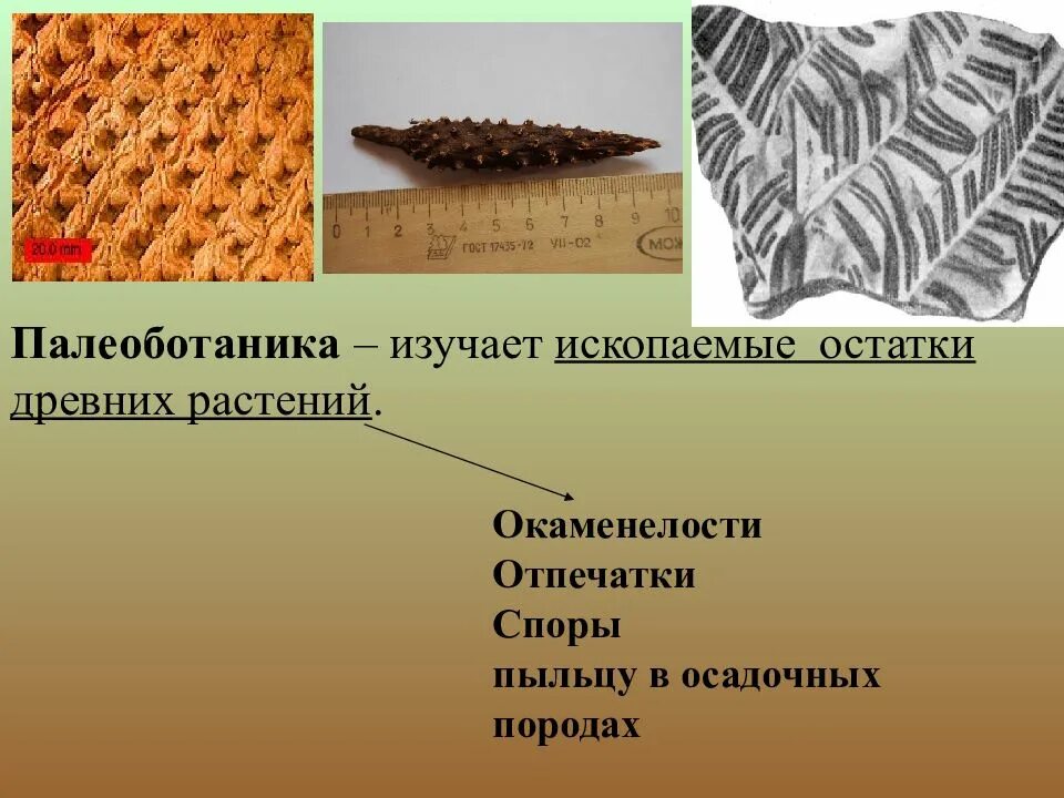 Ископаемые растения примеры. Палеоботаника. палеоботаника растений. палеоботаника. ископаемые остатки растений. окаменелости древних растений.