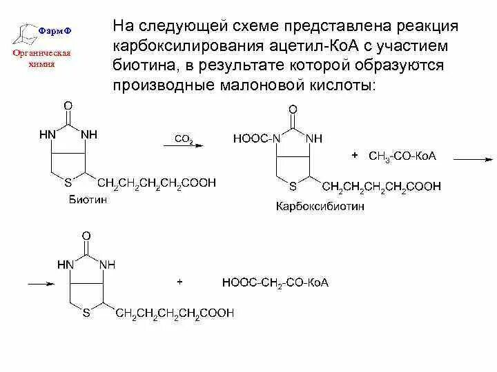 Биотин реакции карбоксилирования. Карбоксилирование ацетилкофермента. Примеры реакций с биотином. Карбоксилирование с витаминов биотином.