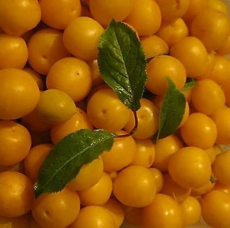Best Garden Seeds New Cape Gooseberry (Physalis peruviana) Seeds, seeds differen