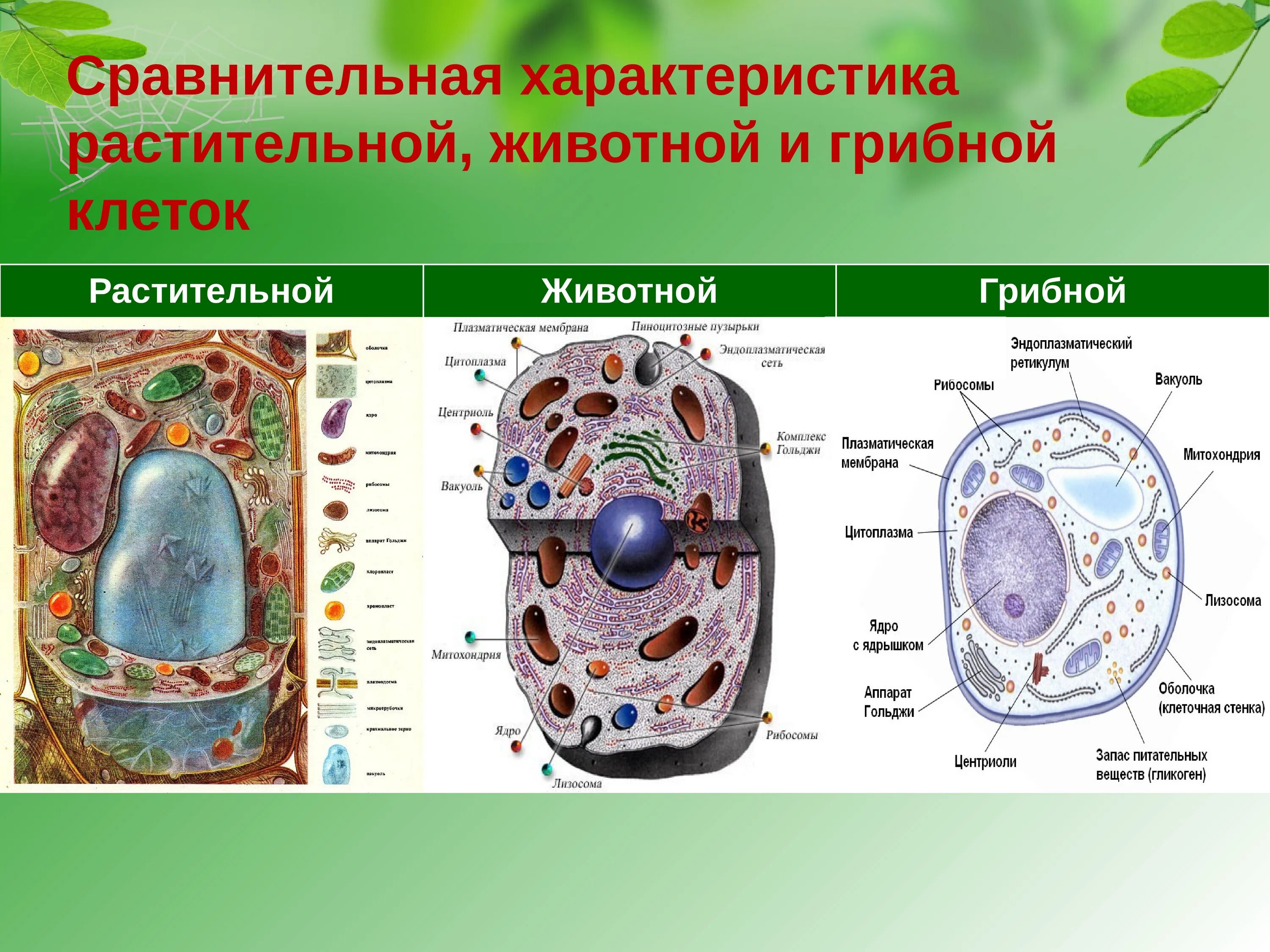 Строение эукариотической клетки животного и растения гриба. Сравнить строение клетки растений и грибов. Отличие клетки грибов от растений. Эукариотическая клетка грибная.