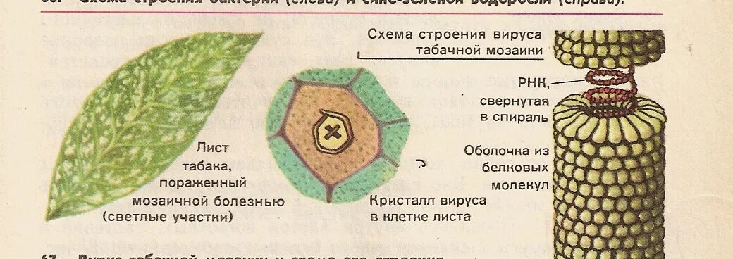 Строение вирусов растений. Строение вируса мозаики табака. Вирус табачной мозаики строение. Мозаичная болезнь табака вирус. ВТМ вирус табачной мозаики.