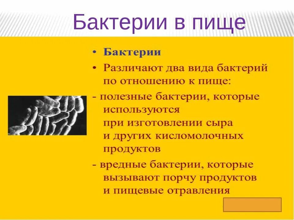Что такое бактерии 3 класс окружающий мир. Что такое бактерии 3 класс окружающий мир
