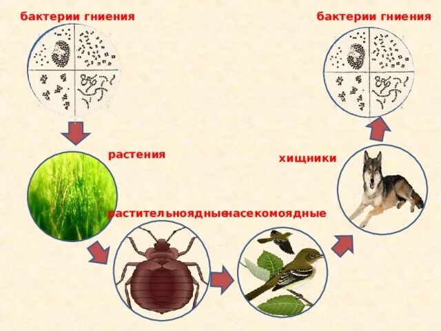 Пищевая цепь из 6 звеньев продуценты консументы редуценты. Бактерии в пищевой цепи являются. Цепь питания с грибами. Цепь питания с бактериями. Цепь питания с бактериями.