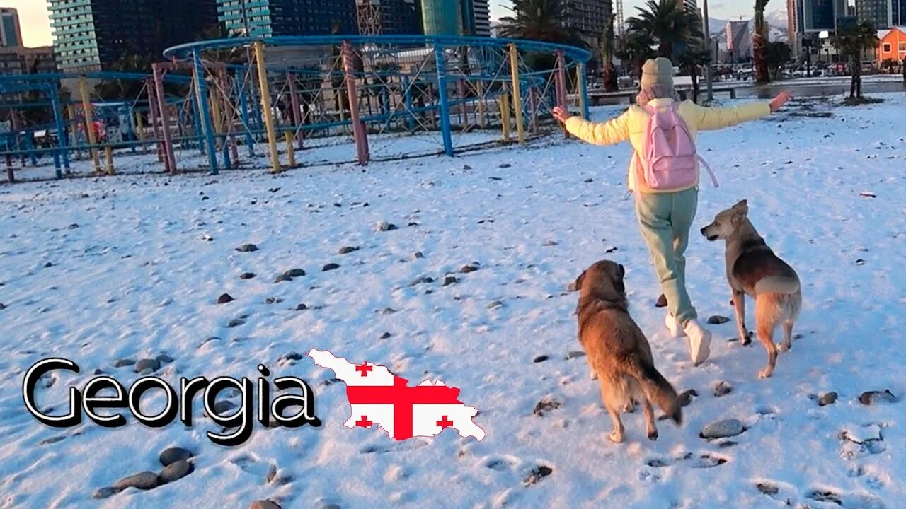 Купата собака из батуми. Бродячие собаки в грузии. Тбилиси собаки бездомные. Собаки в батуми фото. Пес батон батуми.