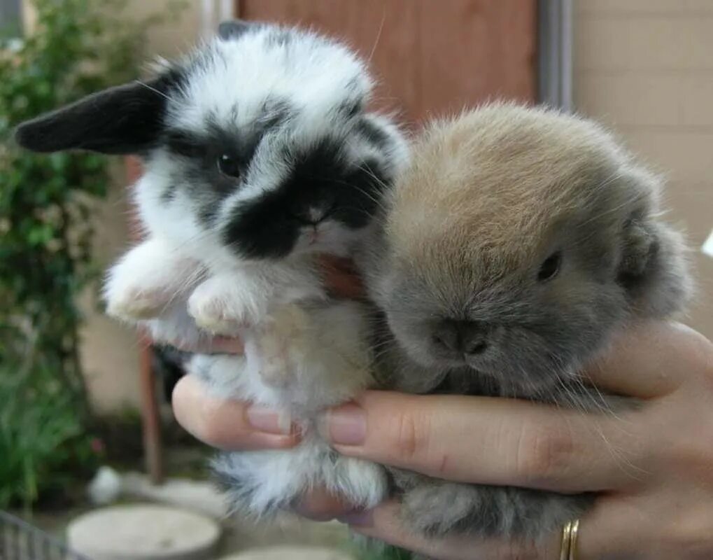 Кролики детеныши домашние. Милые зайчики. Bunnies pet. Pet rabbit. Милые зайчики.