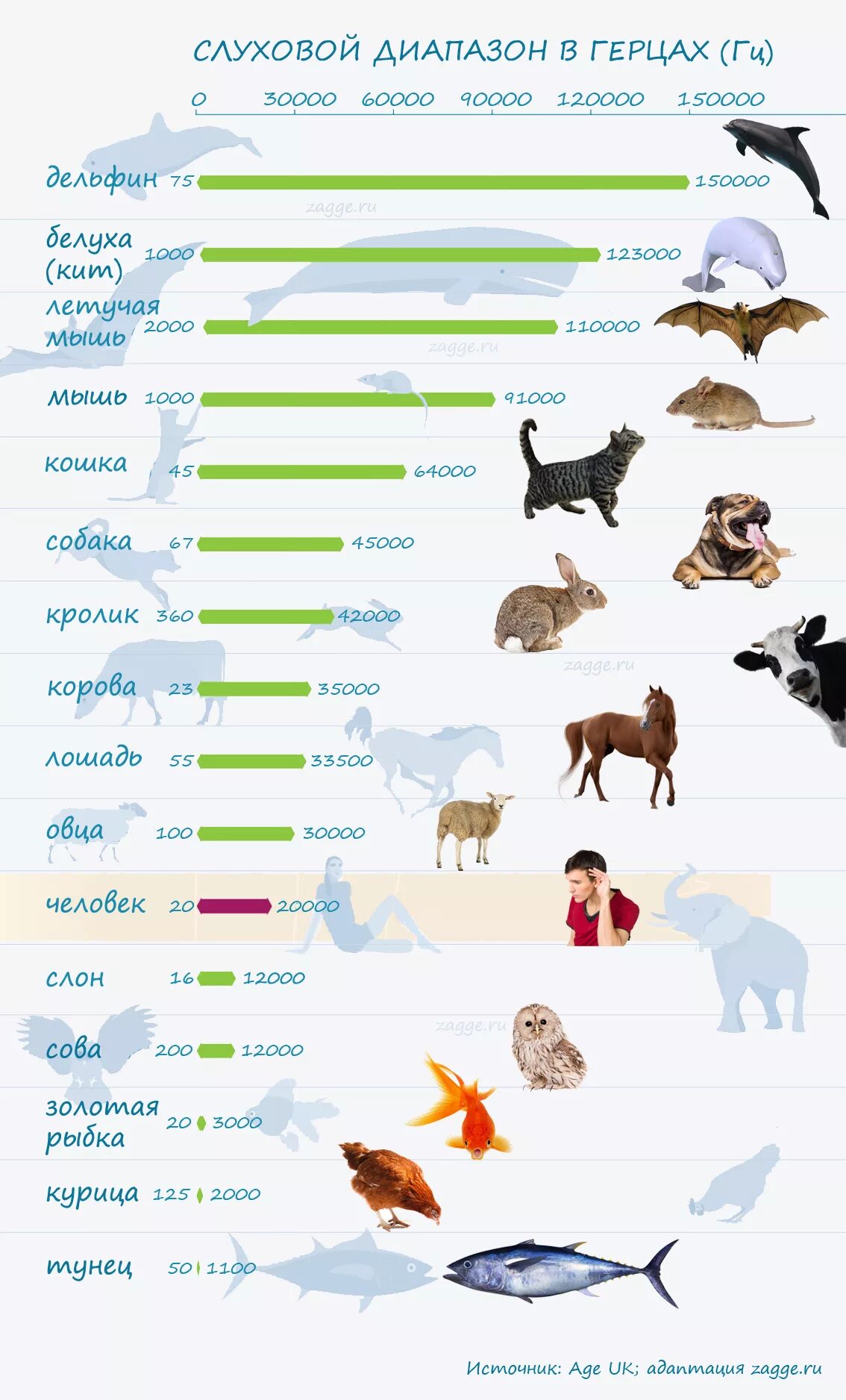 Какое животное слышит. Частотный диапазон звуков животных. Диапазон слуха разных животных. Слуховой диапазон у различных видов животных. Диапазон частоты звука у животных.