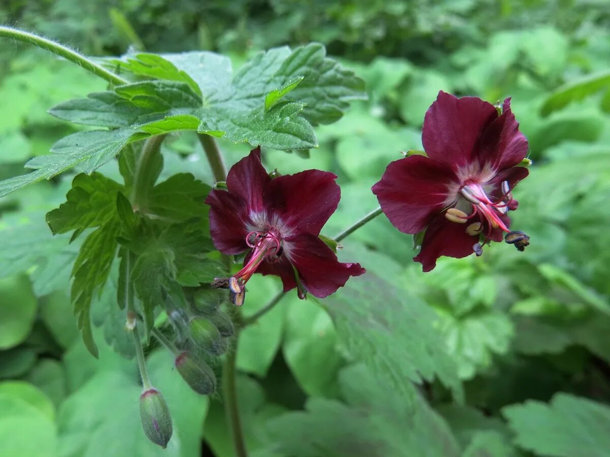 герань темная. герань темная. герань красно-бурая “samobor”. герань samobor садовая. герань темная samobor.