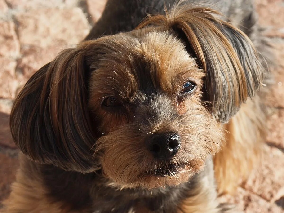 Стрижка йорка с висячими ушами. Стрижка йорка. Стрижка йорка с лежачими ушами. Йоркширский терьер стандарт с висячими ушами. Стрижка йорка.