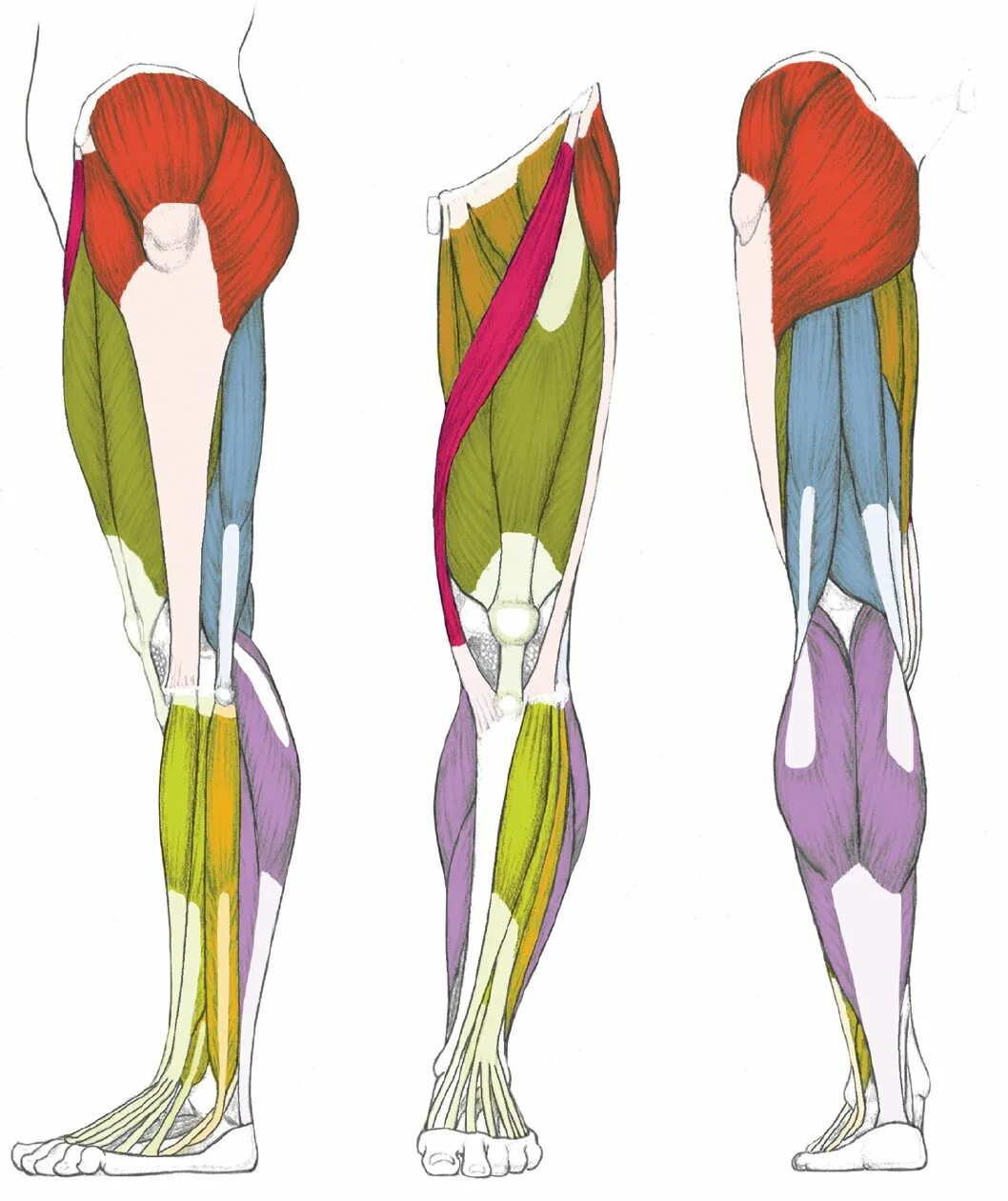 Мышцы ног человека схема. Мышцы ног квадрицепс анатомия. quadriceps femoris. quadriceps femoris мышца. мышцы ног референс.