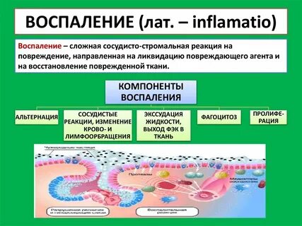 Компоненты воспаления