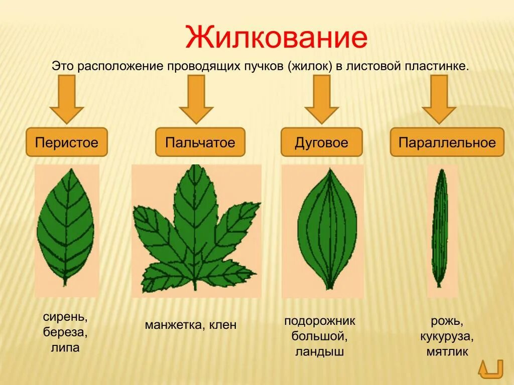 Какое расположения бывает