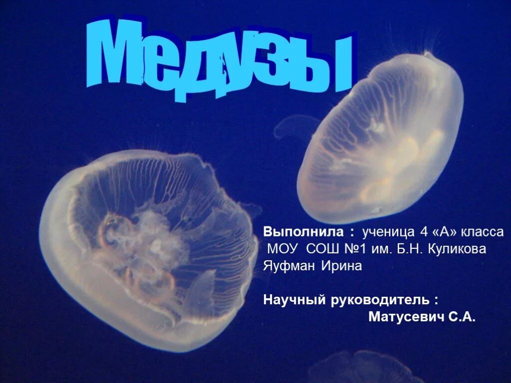 Класс сцифоидные медузы. Медуза проект. Презентация на тему морские обитатели. Медуза презентация. Медузы презентация.