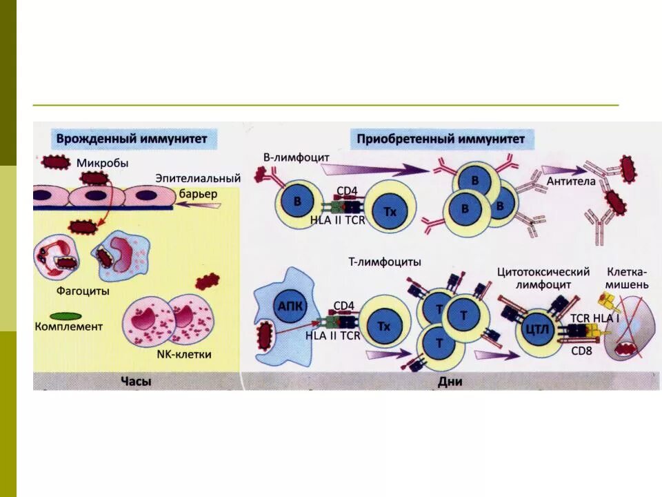 Обеспечивают иммунные реакции. Общая схема иммунного ответа иммунология. Схема иммунного ответа врожденного и приобретенного иммунитета. Механизм клеточного иммунитета схема. Схема формирования врожденного иммунитета.