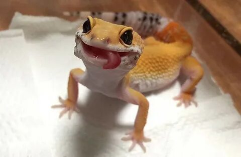 Кричащий эублефар