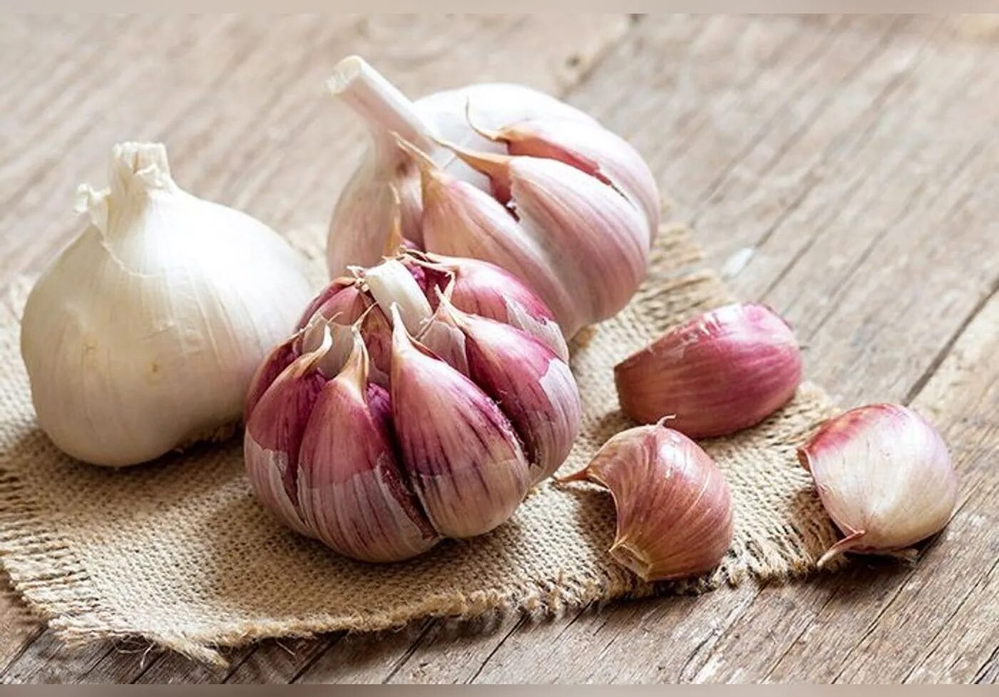 Саримсок экиш. Чеснок сорта грибовский. Чеснок добрыня. Семейный чеснок. Грибовский чеснок озимый.