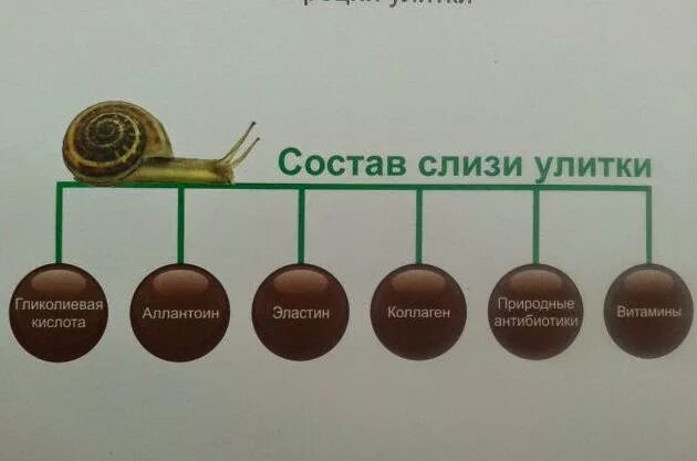 Муцин улитки цена. Состав улиточной слизи. Состав слизи улитки. Limoni Snail сыворотка. Химический состав слизней.