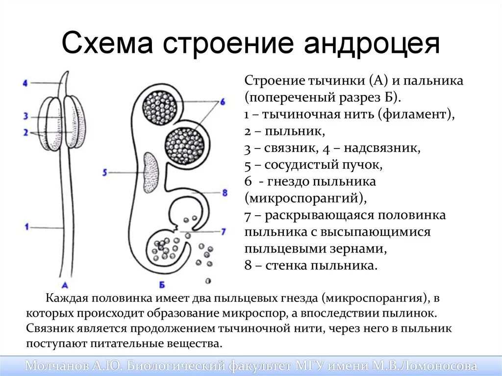 Какие половые клетки образуются в пыльнике. Андроцей строение пыльника. Андроцей схема. Андроцей строение тычинки. Андроцей. Строение тычинки, микроспорогенез ..