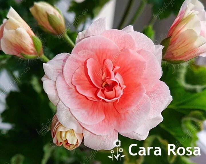 Cara Rose пеларгония. )Cara Rosa пеларгония Зонартик. Cara Mia пеларгония. Cara Roberta пеларгония. Cara пеларгонии