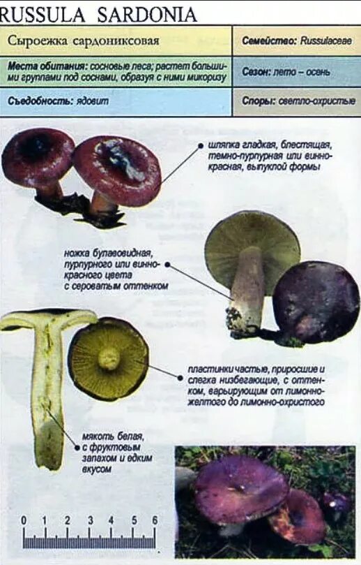 Какую среду обитания освоила сыроежка ответ. Сыроежка сардониксовая Russula Sardonia. Russula Sardonia гриб. Сыроежка гриб ложный и съедобный. Грибы-двойники, ядовитые грибы .сыроежка.