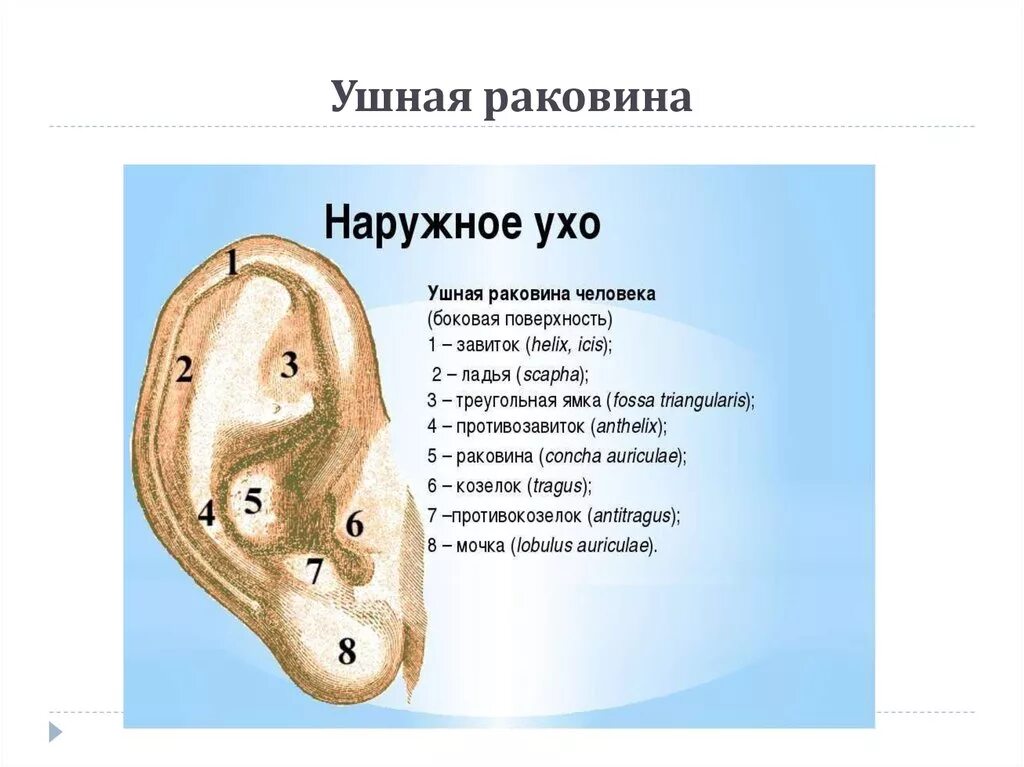 Характеристика уха человека. Анатомия ушной раковины уха человека. Наружное ухо (ушная раковина, наружный слуховой проход) строение. Строение уха человека козелок уха. Наружное ухо строение анатомия.