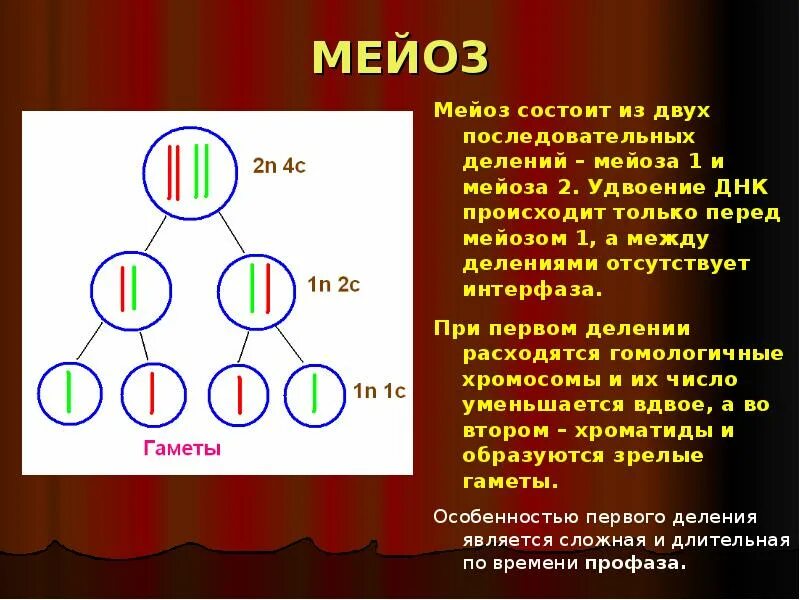 Мейоз состоит из двух последовательных. Мейоз. мейоз состоит из двух делений. мейоз гаметы. мейоз мейоз состоит из двух последовательных делений.