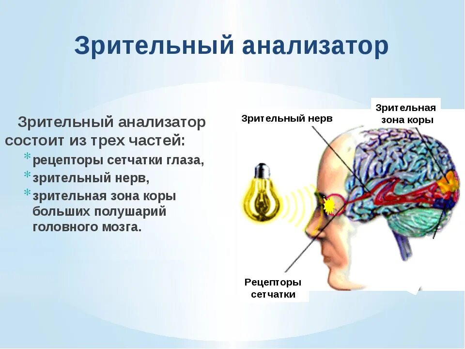 Зрительный анализатор рецепторы сетчатки глаза. Оптическая часть зрительного анализатора. Где находится зрительный анализатор. Строение зрительного анализатора. Понятие об анализаторах зрительный анализатор