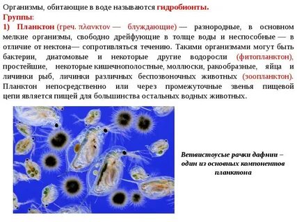 Мельчайшие водные организмы