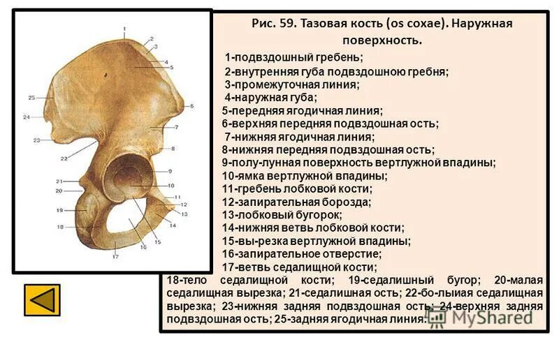 Гребень латынь. Гребень подвздошная кость анатомия. Подвздошная кость тазовой кости. Тазовая кость гребень подвздошной кости. Подвздошная кость Анат.