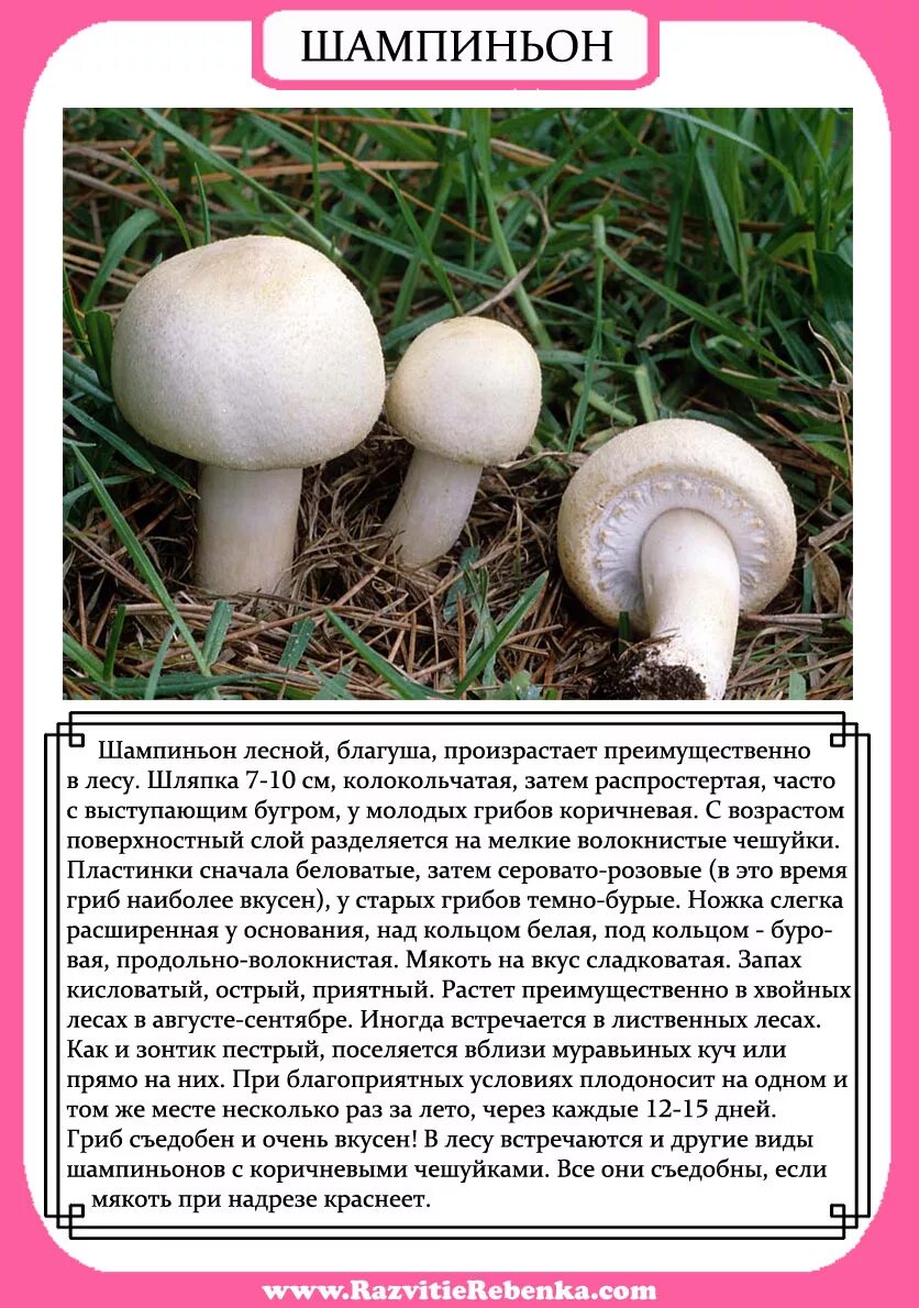 почему выросла белая. почему выросла белая. почему выросла белая. почему выросла белая. белая морковь.