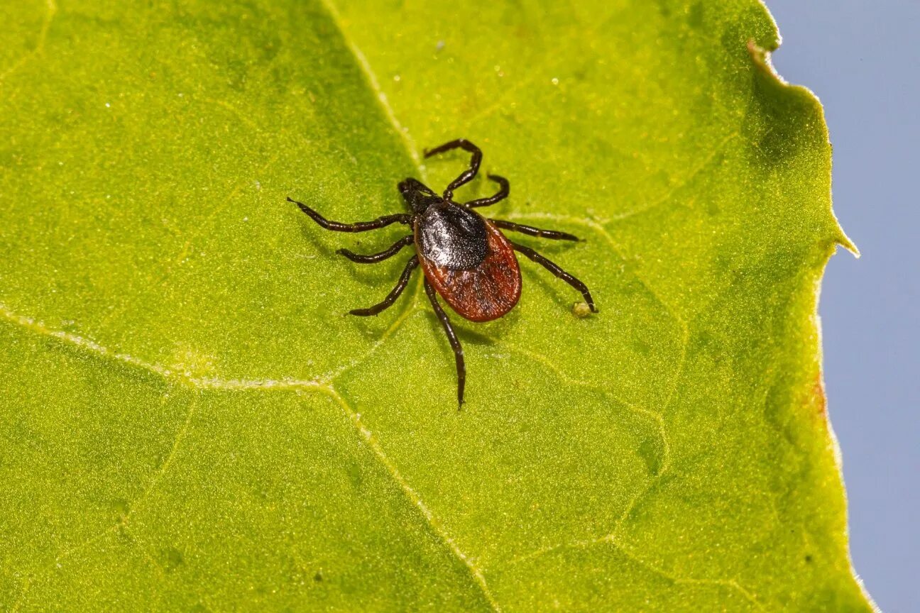 Клещ Ixodes Ricinus. Черноногий клещ (Ixodes scapularis). Ixodes Ricinus - клещ собачий черноногий.. Ixodes dammini.