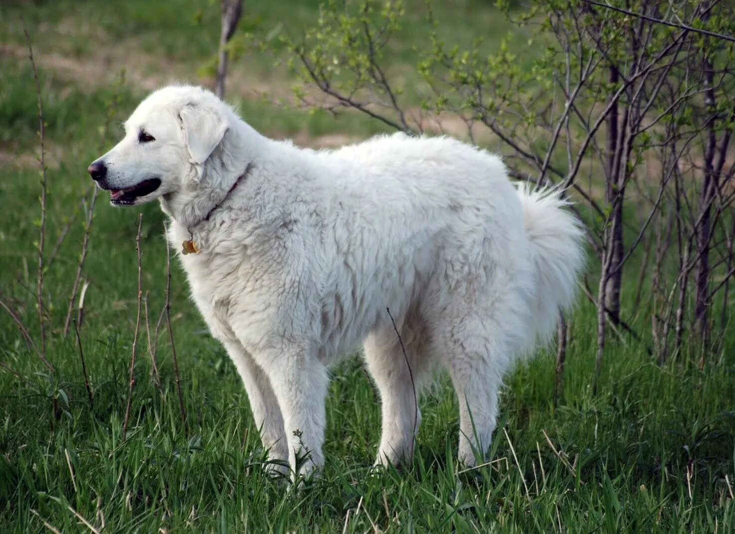 овчарка пиренейская пиренейская горная. фото больших белых собак. пиренейская горная овчарка. тибетский мастиф белого окраса. турецкая овчарка акбаш.