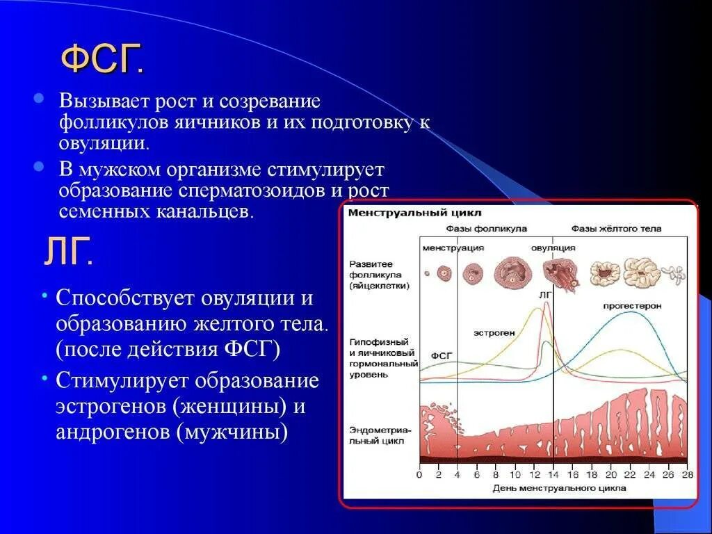Гормон роста образуется в. Лютеинизирующий гормон аденогипофиза:. уровень лютеинизирующего гормона и овуляции. пики гормонов фсг и лг. фолликулостимулирующий гормон и лютеинизирующий гормон функции.